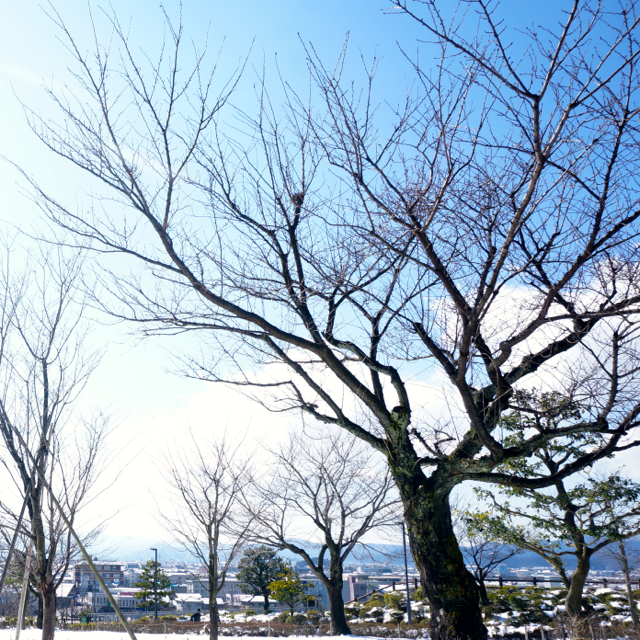 f:id:fukuitabi:20160218162449j:plain