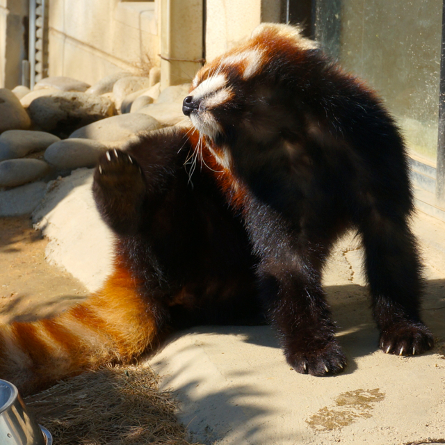 f:id:fukuitabi:20160218180051j:plain