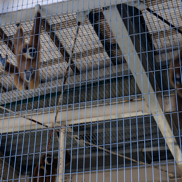 f:id:fukuitabi:20160218180238j:plain