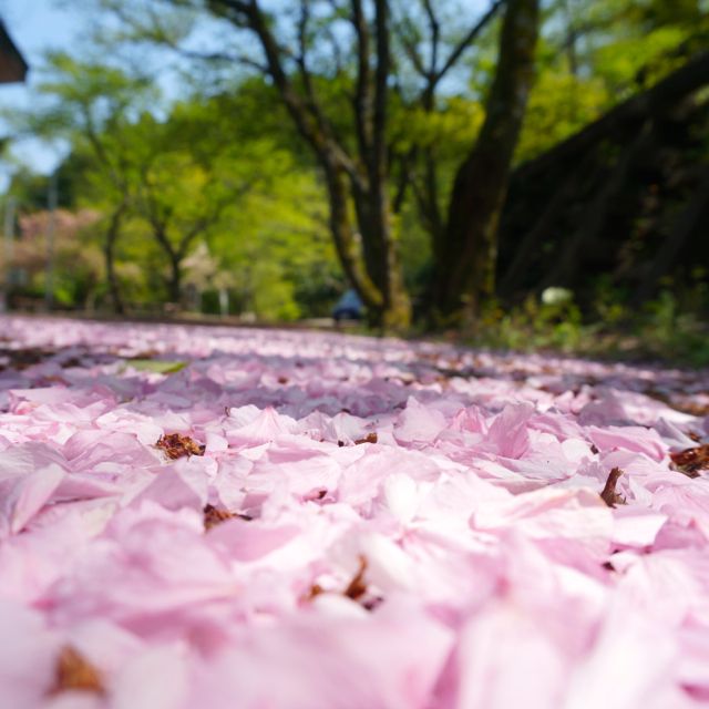 f:id:fukuitabi:20160424120027j:plain f:id:fukuitabi:20160424120027j:plain