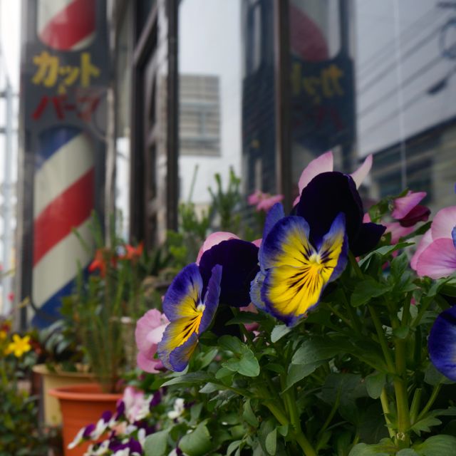 f:id:fukuitabi:20160424145852j:plain f:id:fukuitabi:20160424145852j:plain