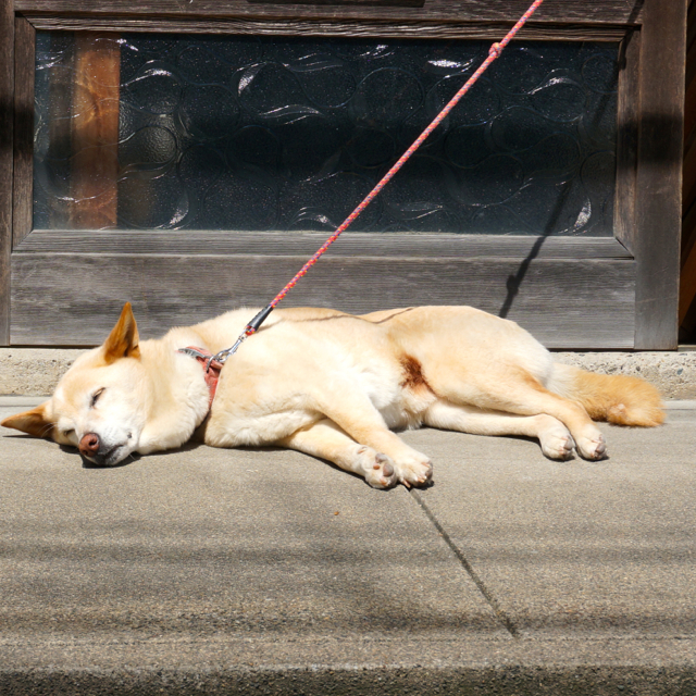 f:id:fukuitabi:20160430215950j:plain f:id:fukuitabi:20160430215950j:plain