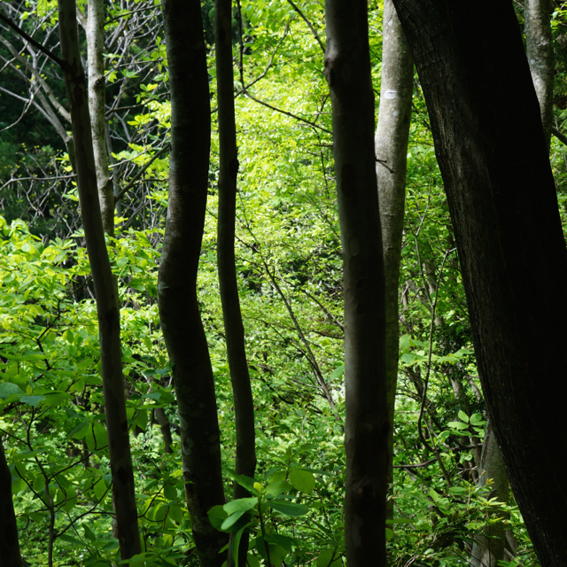 f:id:fukuitabi:20170503202957j:plain f:id:fukuitabi:20170503202957j:plain