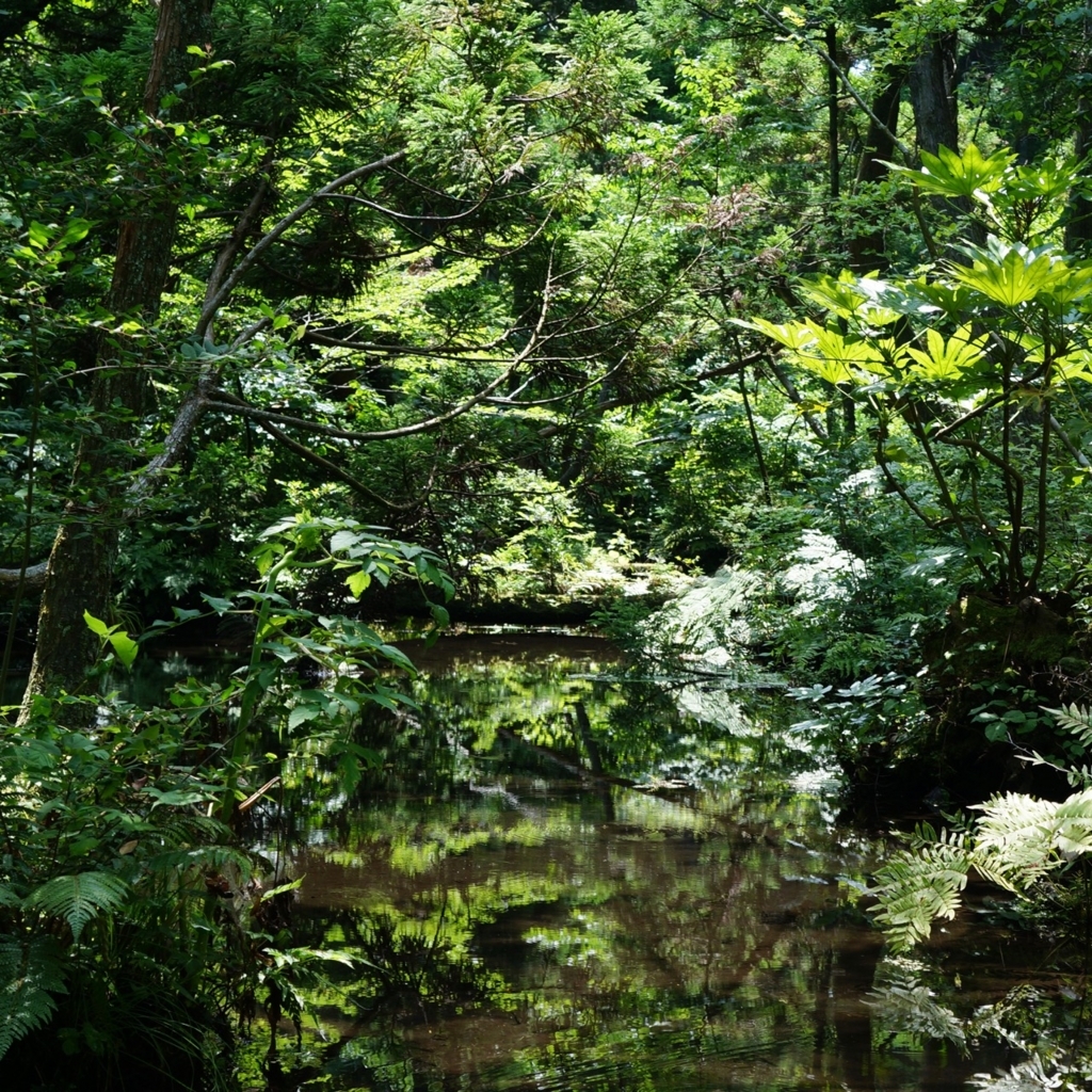 f:id:fukuitabi:20180804184635j:plain