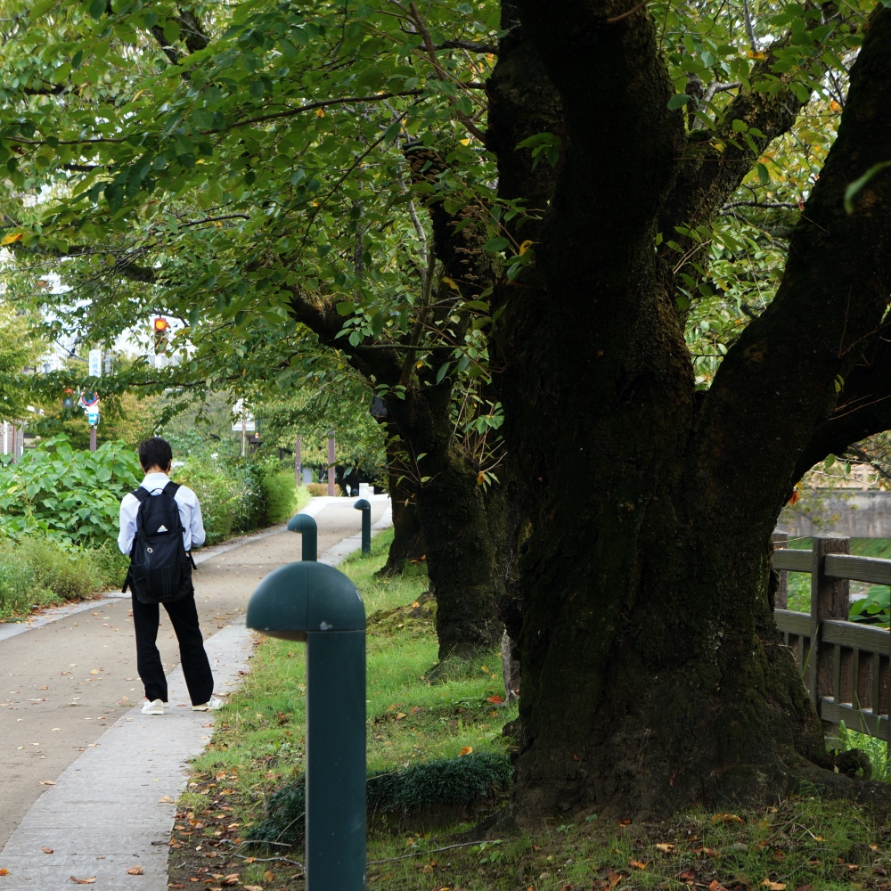 f:id:fukuitabi:20191012193002j:plain