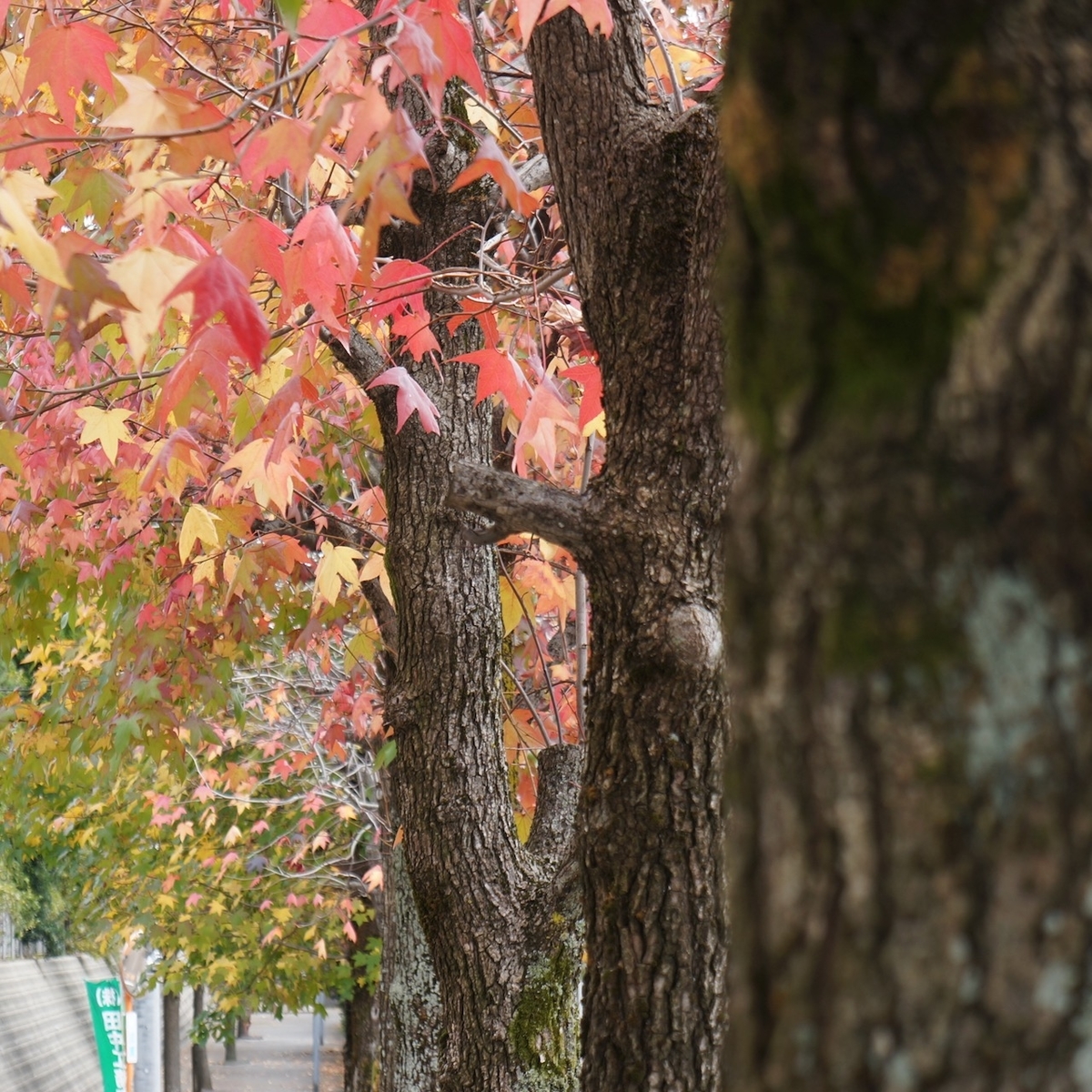 f:id:fukuitabi:20191110054644j:plain