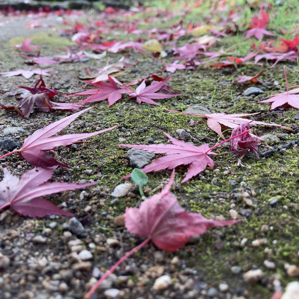 f:id:fukuitabi:20201205072256j:plain