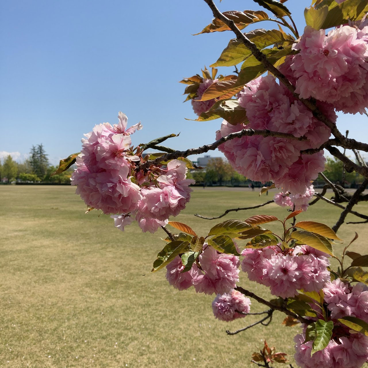 f:id:fukuitabi:20210423220413j:plain