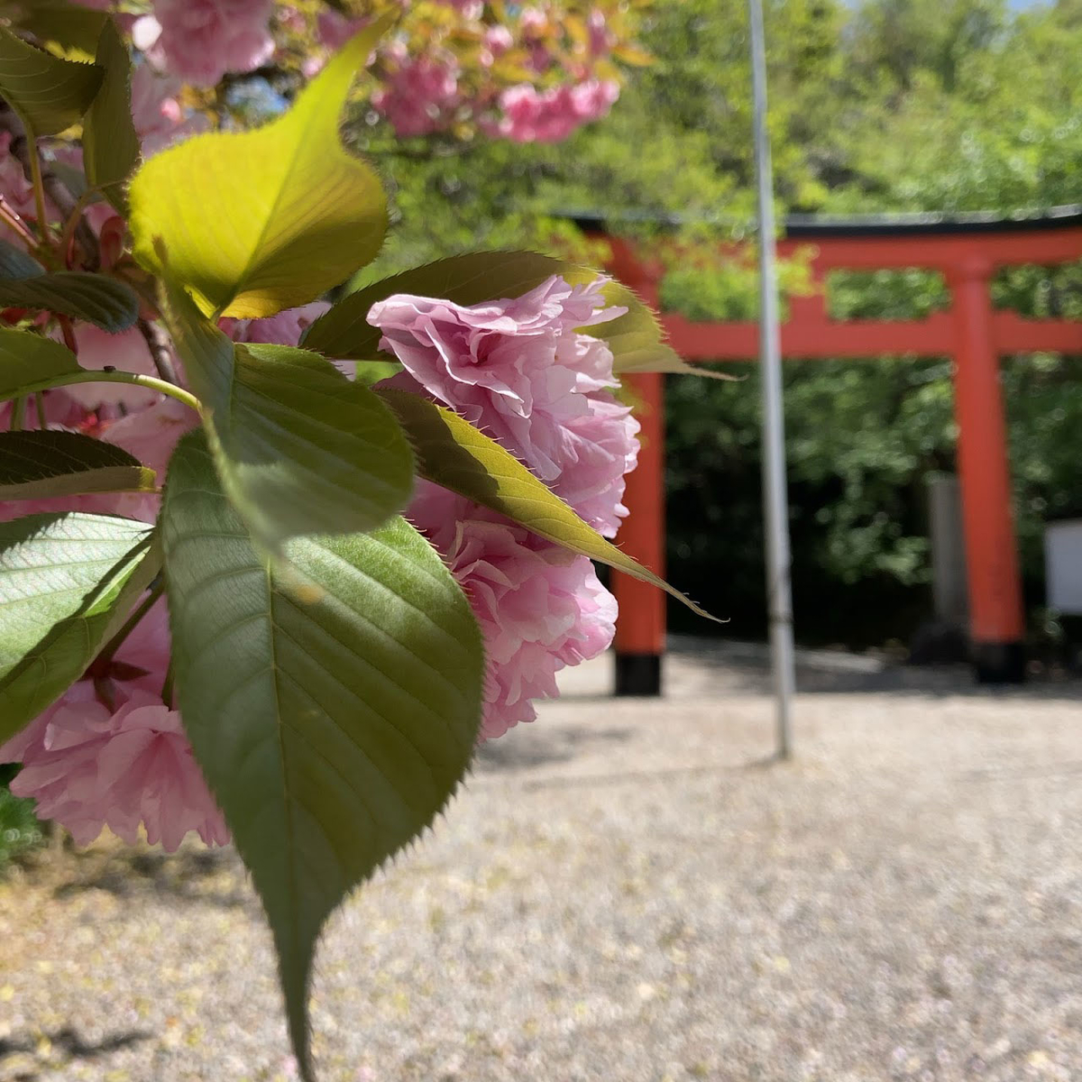 f:id:fukuitabi:20210423220854j:plain