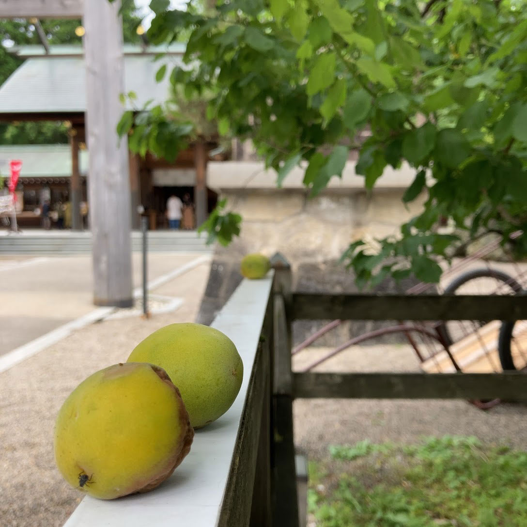 f:id:fukuitabi:20210626004708j:plain