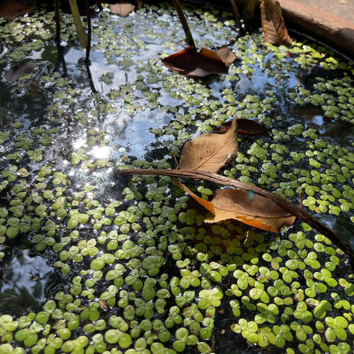 f:id:fukuitabi:20211018160008j:plain