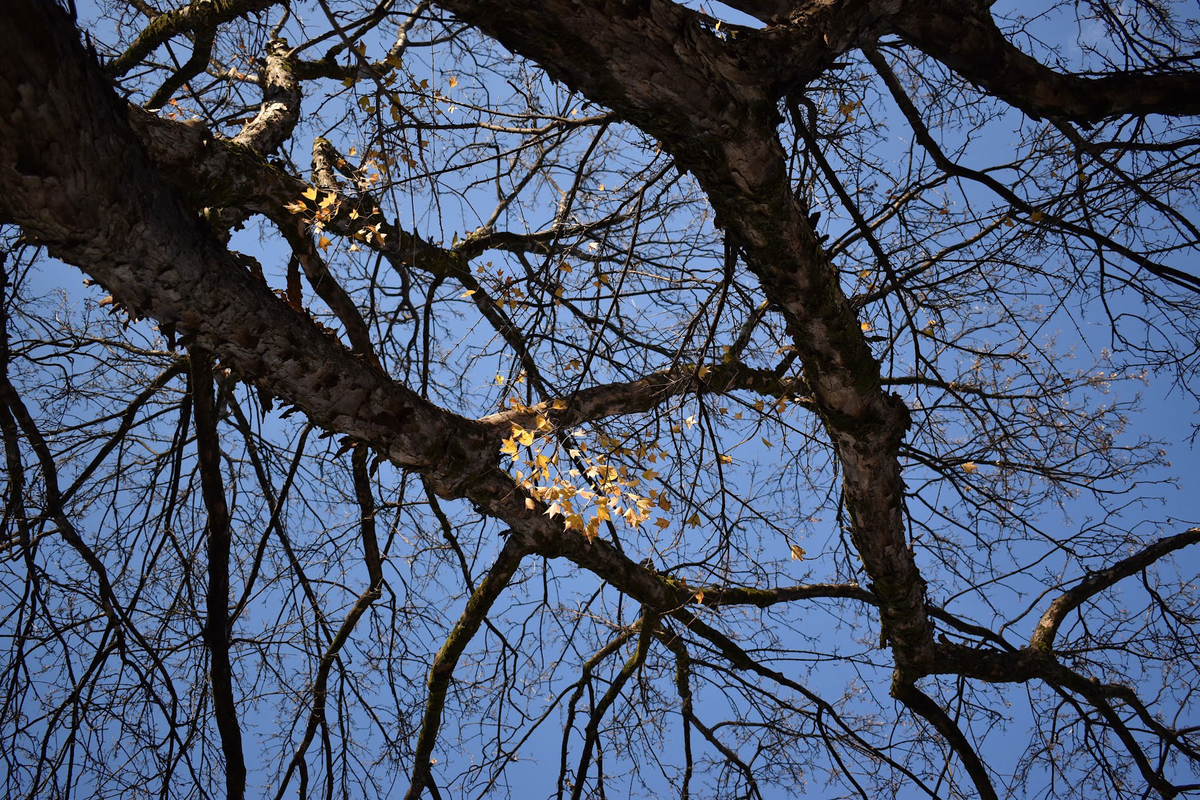 f:id:fukuitabi:20211227091031j:plain