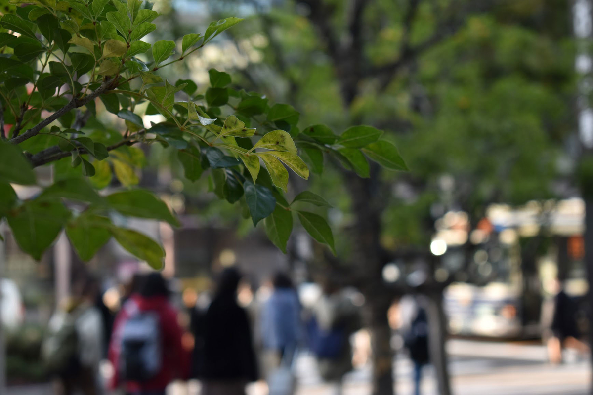 f:id:fukuitabi:20211227091221j:plain