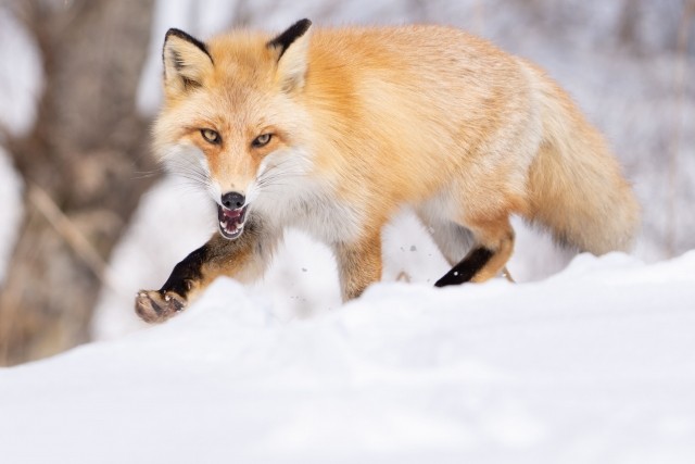 f:id:fukuitadashi:20251203161808j:image