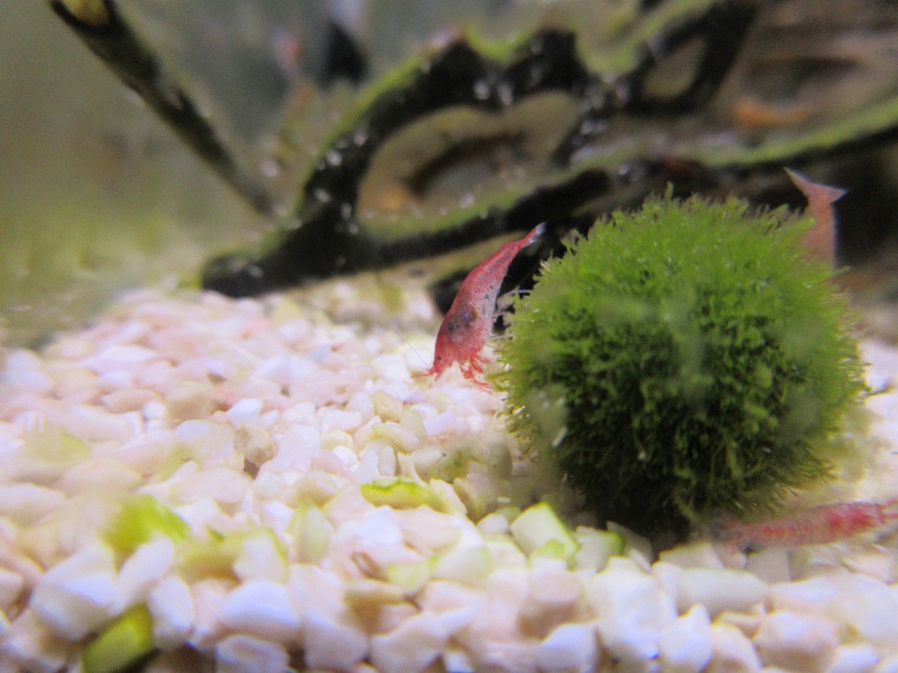 f:id:fukuitadashi:20251218142041j:image