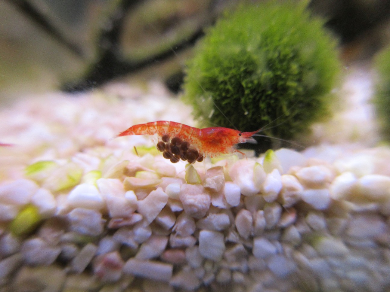 f:id:fukuitadashi:20260120135239j:image f:id:fukuitadashi:20260120135239j:image