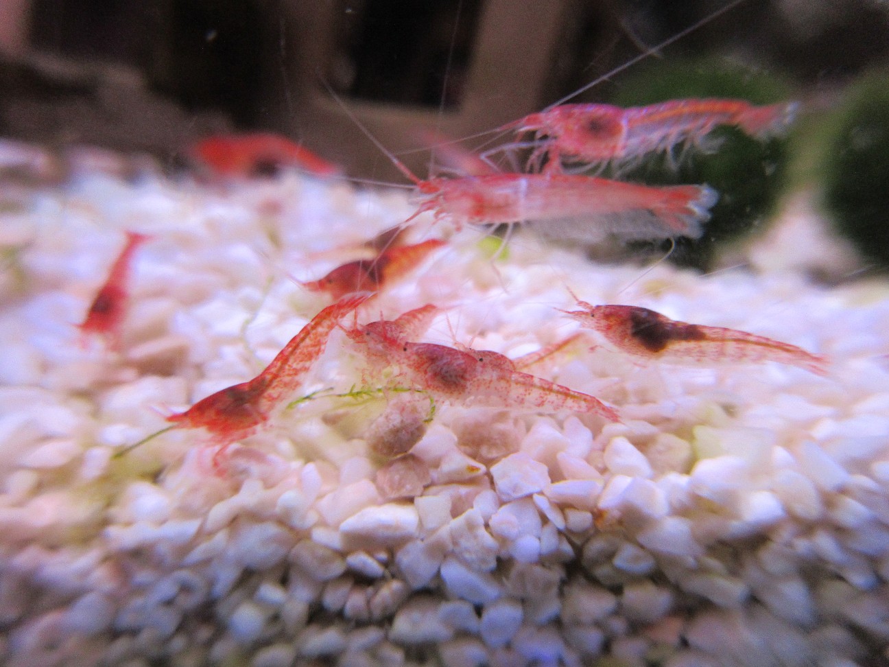 f:id:fukuitadashi:20260202091924j:image f:id:fukuitadashi:20260202091924j:image