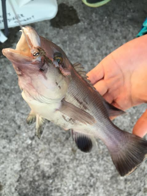 コブダイ釣り ふくいゆうたどっとこむ