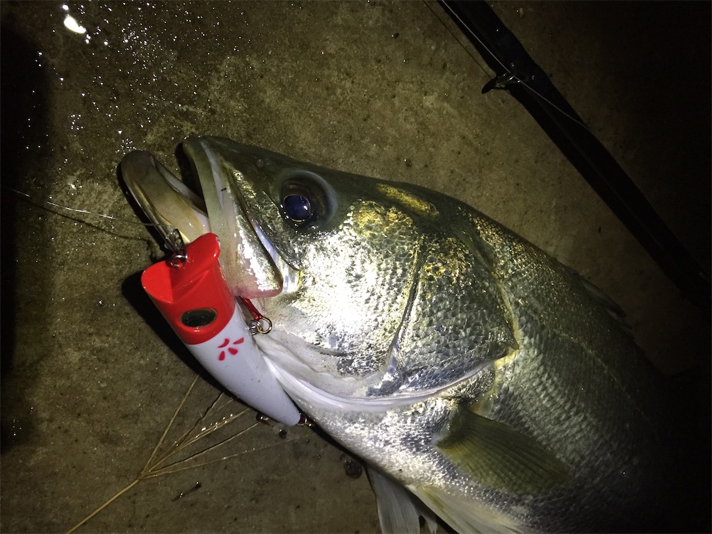上げ潮のシーバス釣り ふくいゆうたどっとこむ