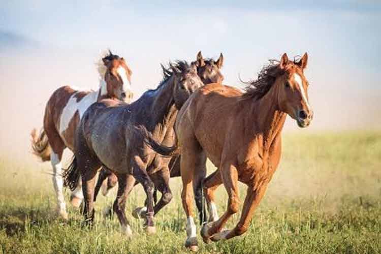 馬革に使われる馬