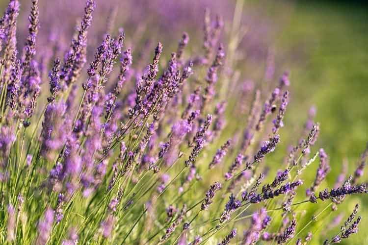 藍染の染料になる藍の花