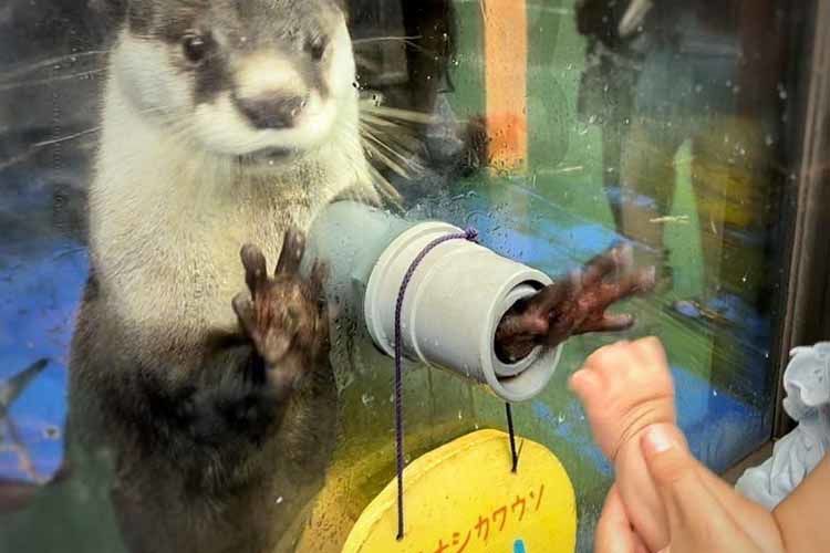 水族館でカワウソと触れあう