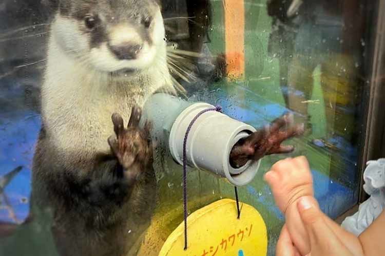 水族館でカワウソと触れあう