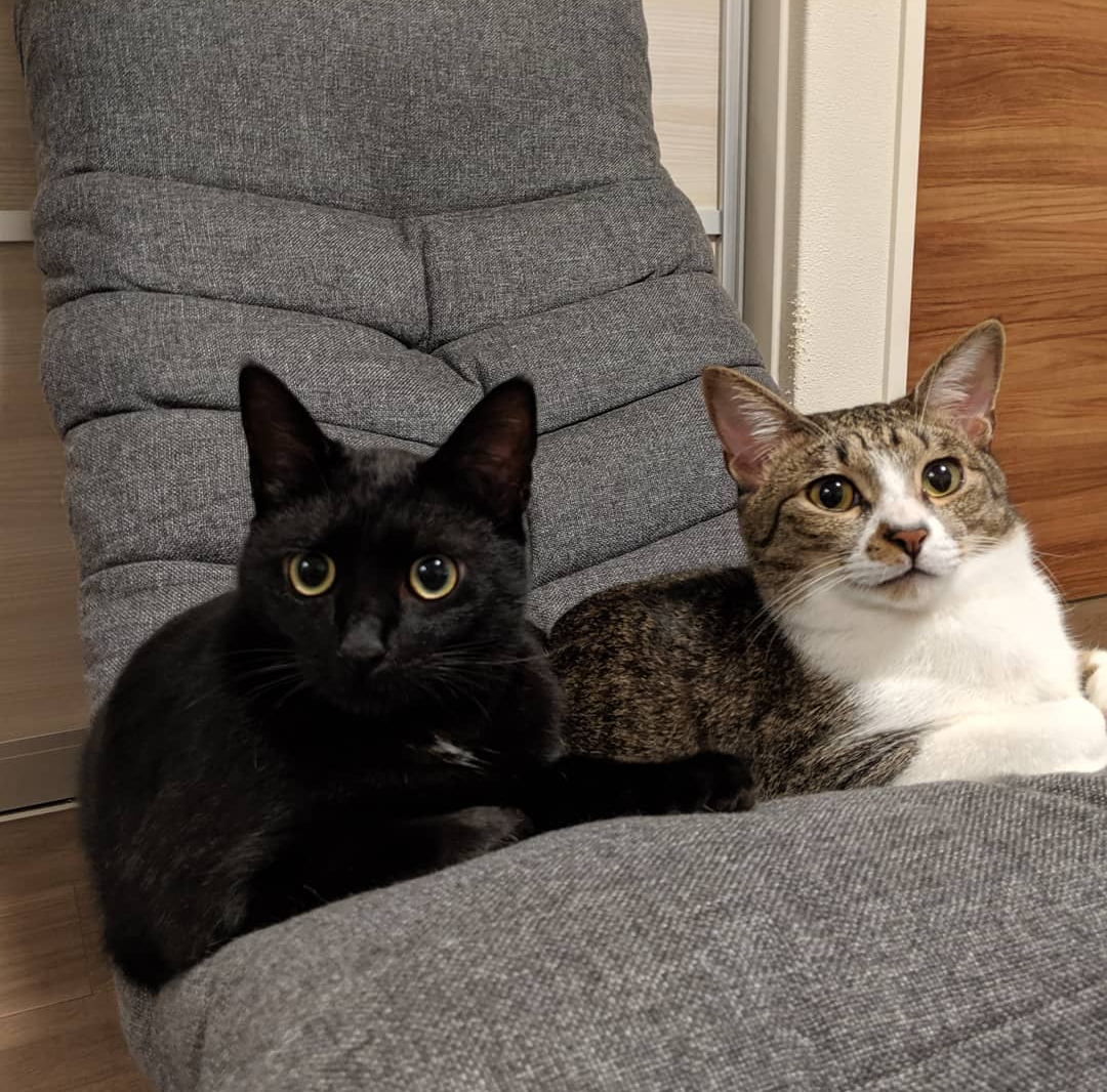 f:id:fukujiro0714:20200610000748p:plain f:id:fukujiro0714:20200610000748p:plain