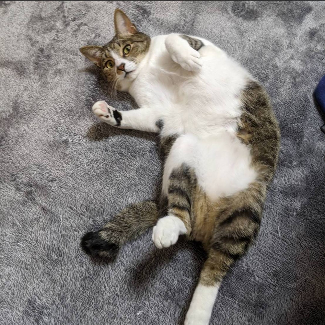 f:id:fukujiro0714:20200824160209j:image