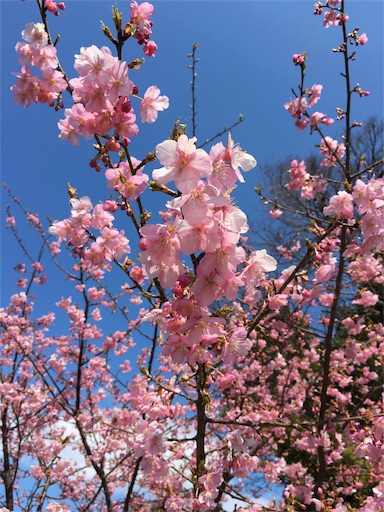 f:id:fukunohitoritabi:20170317112446j:image f:id:fukunohitoritabi:20170317112446j:image
