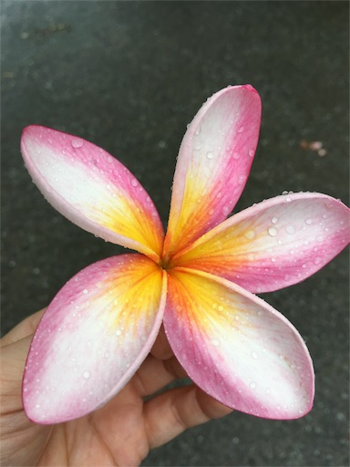 f:id:fukunohitoritabi:20170514081025j:image f:id:fukunohitoritabi:20170514081025j:image