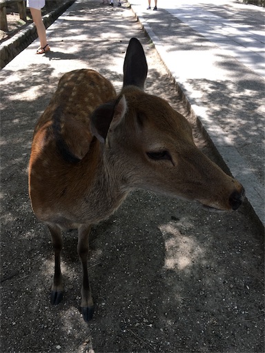f:id:fukunohitoritabi:20170813215202j:image f:id:fukunohitoritabi:20170813215202j:image