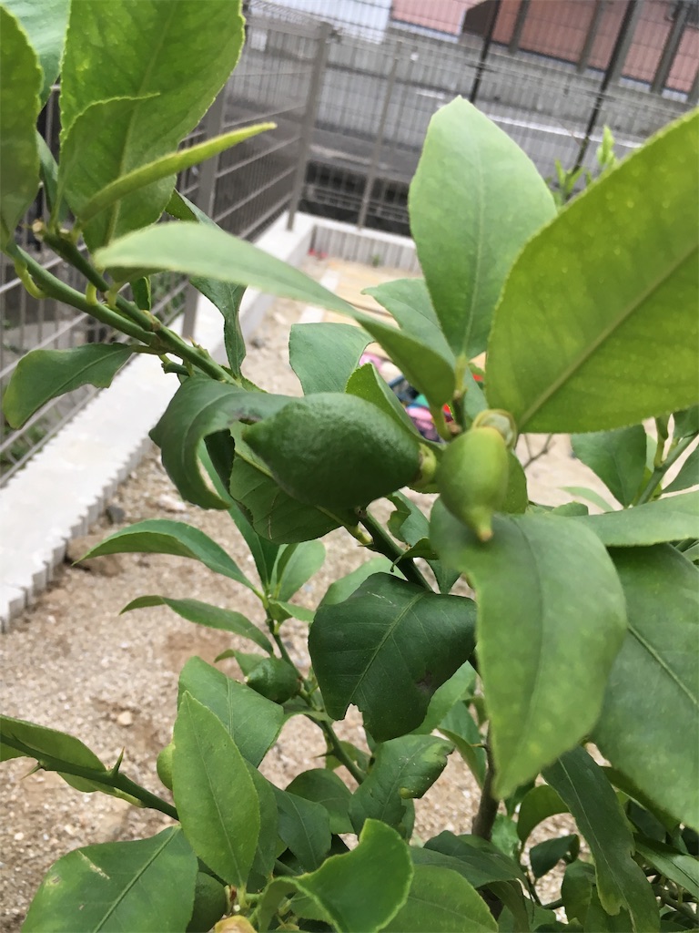 f:id:fukuoka-banana:20190611211338j:image