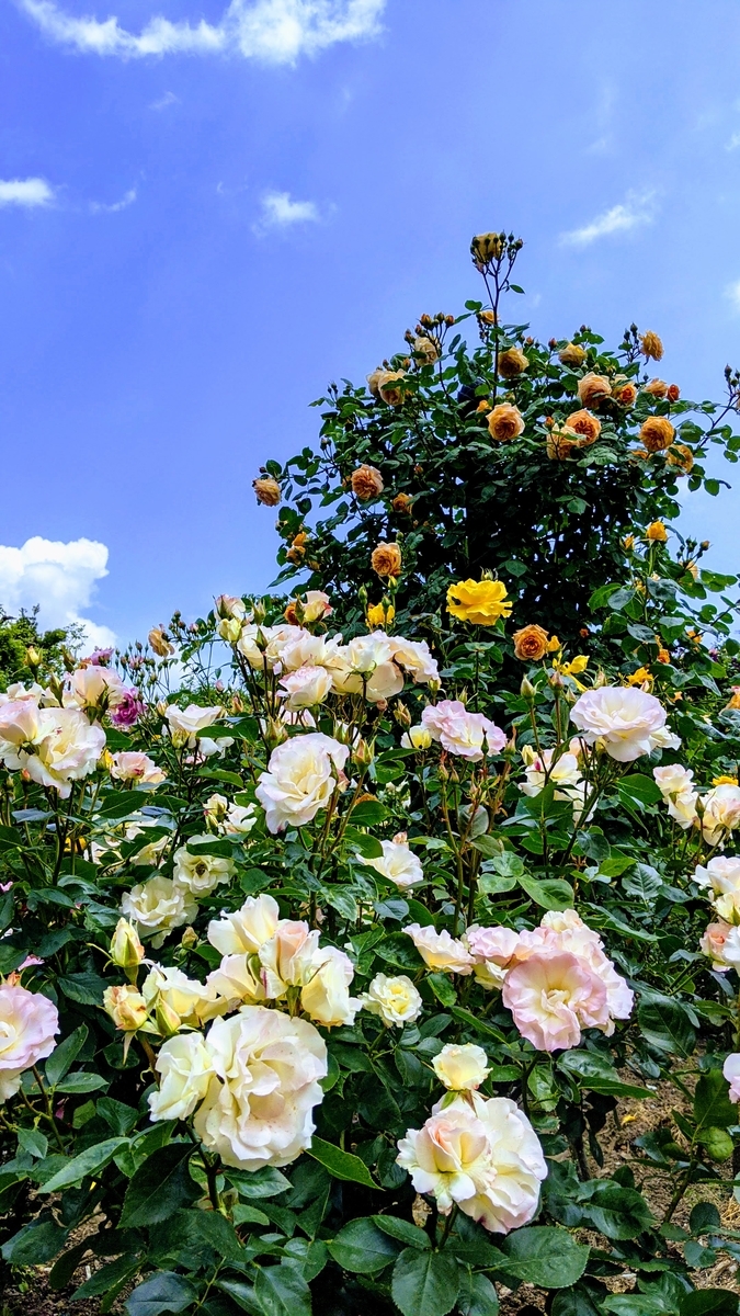 f:id:fukuokadays:20210502114820j:plain