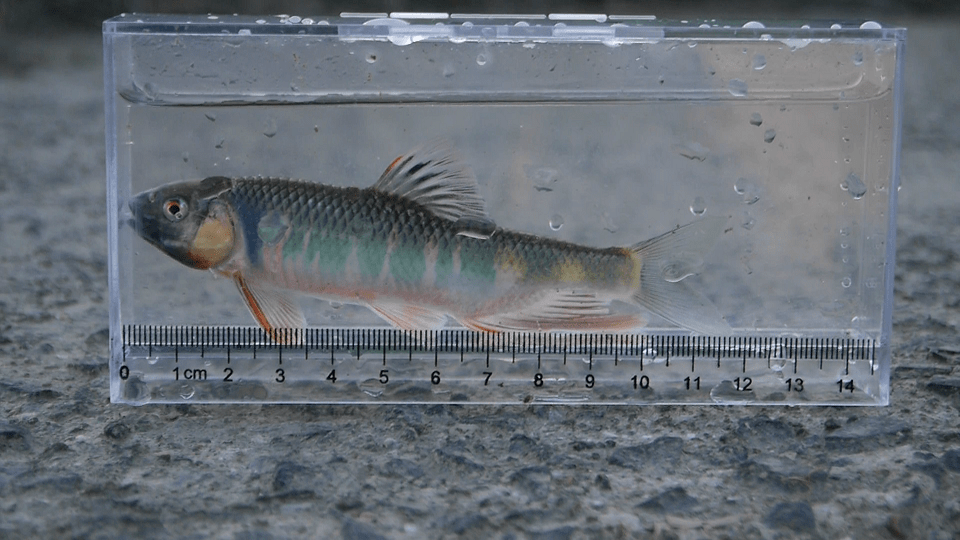 婚姻色のオイカワです