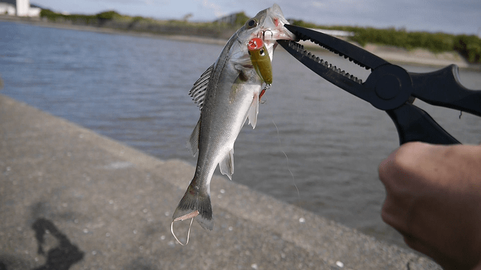 シーバスが釣れました