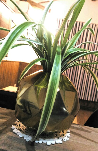 大葉の自家栽培にチャレンジ中 フクロウと出納帳