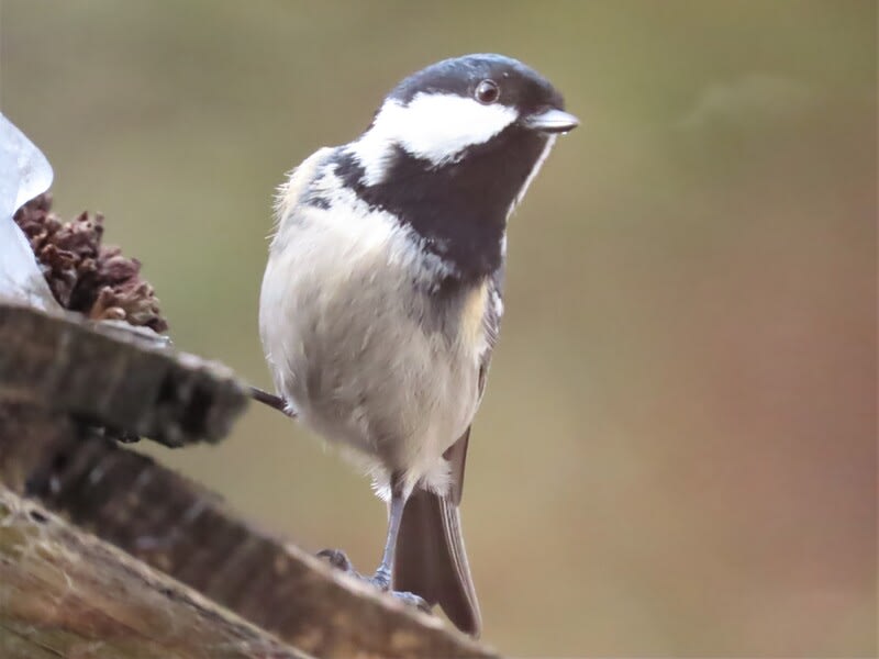 シジュウカラ コガラ ヒガラ ヤマガラ 我が家の餌台 - 木曽Now3