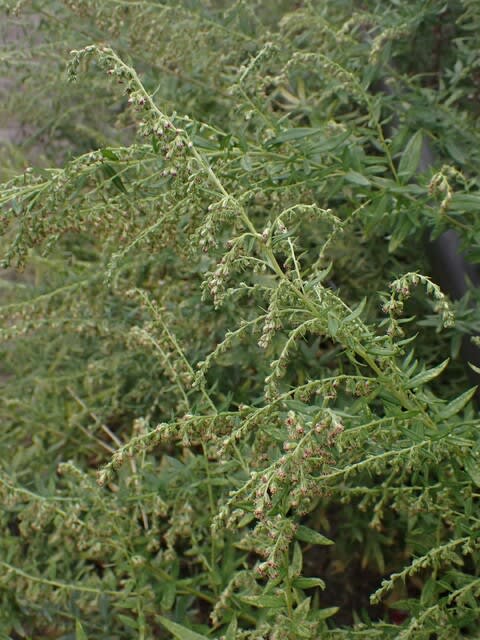 ヨモギの花 今日も地味's - 木曽Now2