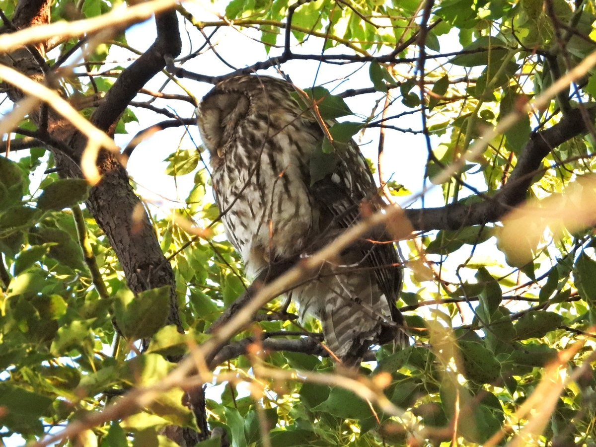 フクロウ 大阪の公園に - 木曽Now3