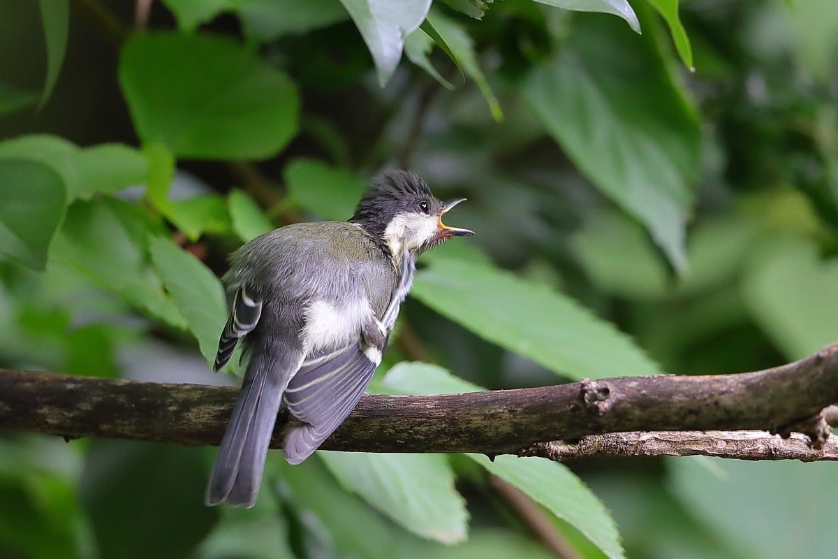 近所の池・・・池の野鳥たち! - fukusuke-photo