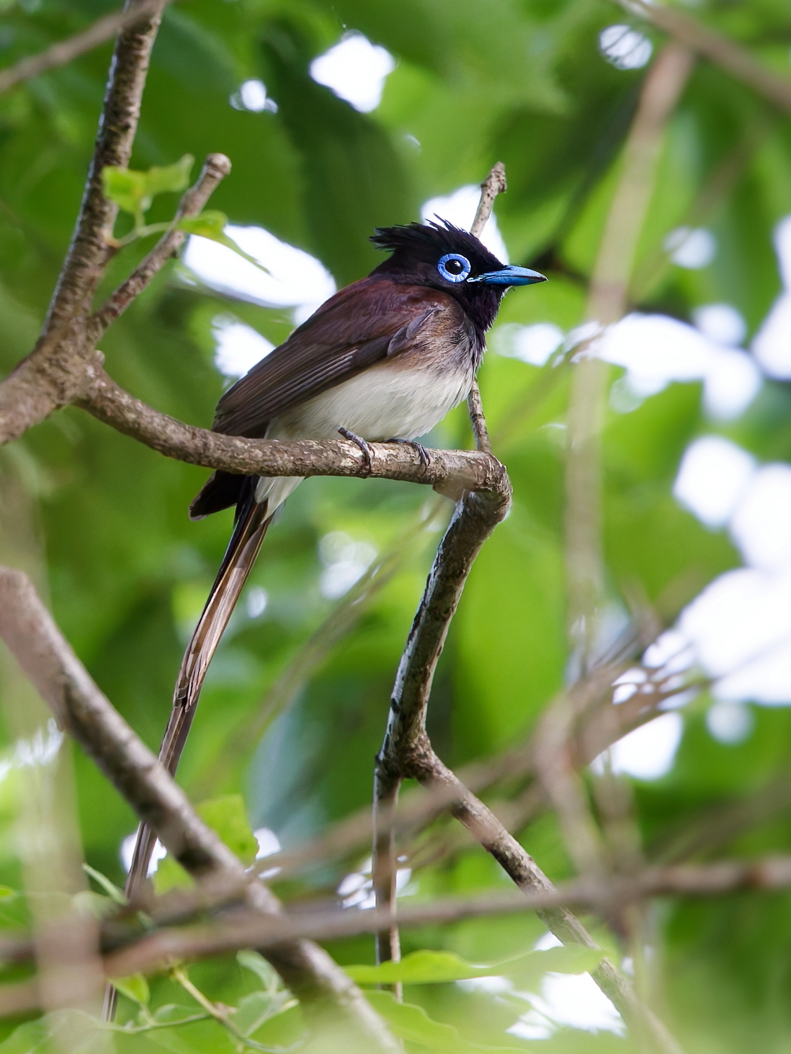繁栄の象徴　セヌフォカラオ族神鳥像 繁栄の象徴 セヌフォカラオ族神鳥像