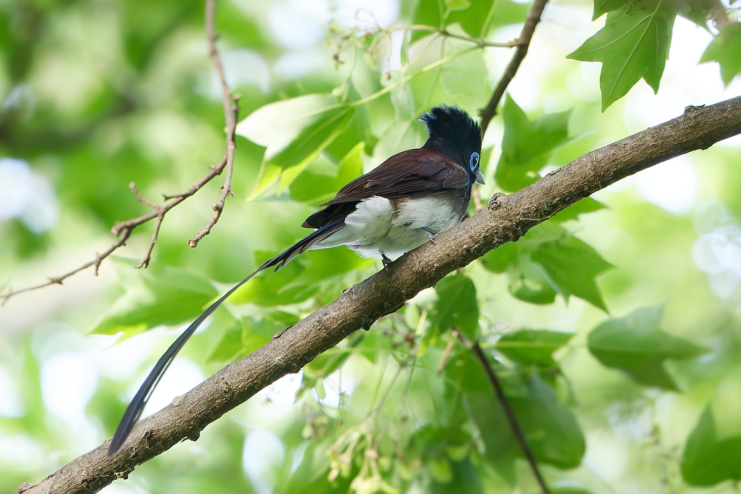近所の池・・・今日のサンコウチョウ! - fukusuke-photo