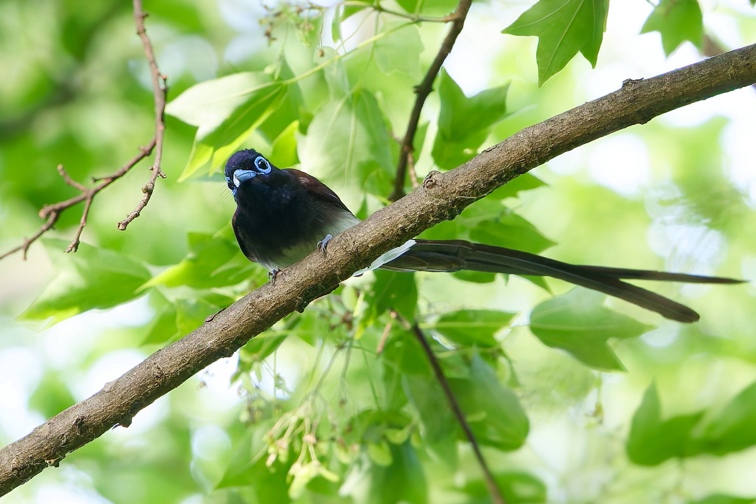 近所の池・・・今日のサンコウチョウ! - fukusuke-photo