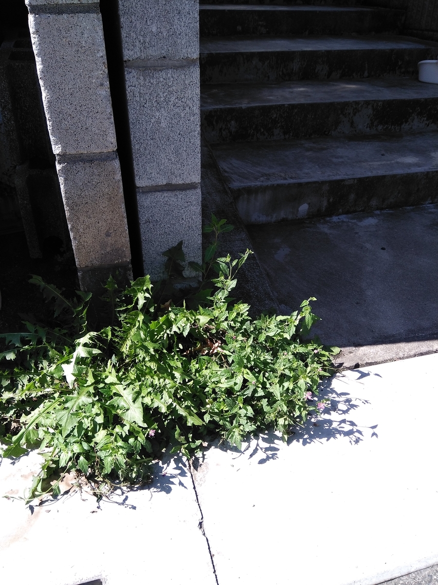 f:id:fukusunosaifu:20200929105853j:plain f:id:fukusunosaifu:20200929105853j:plain