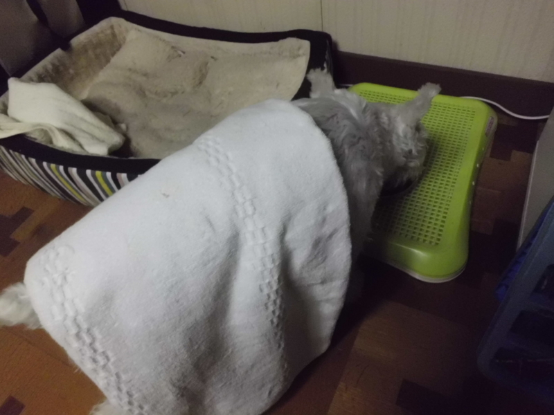 f:id:fukutani2323:20130218203334j:image:w360 f:id:fukutani2323:20130218203334j:image:w360