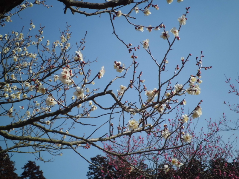 f:id:fukutani2323:20130302085741j:image:w230