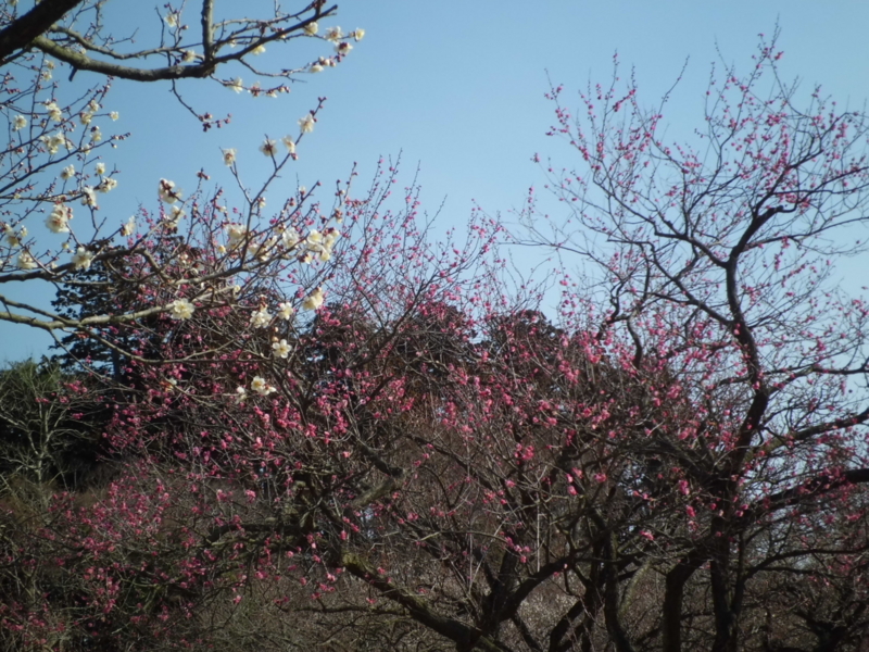 f:id:fukutani2323:20130302085800j:image:w230 f:id:fukutani2323:20130302085800j:image:w230