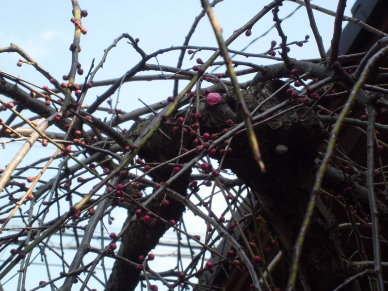 f:id:fukutani2323:20130302103135j:image:w480 f:id:fukutani2323:20130302103135j:image:w480