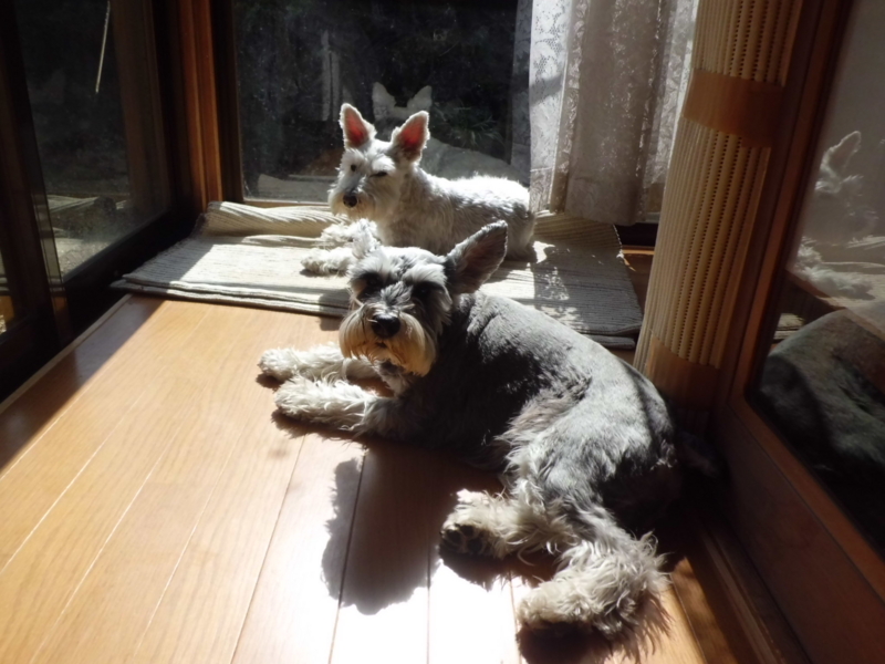 f:id:fukutani2323:20130303115528j:image:w360 f:id:fukutani2323:20130303115528j:image:w360